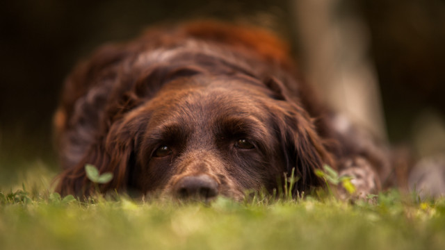 Dog sad tiltshift animal photography free wallpaper for desktop - medium preview image