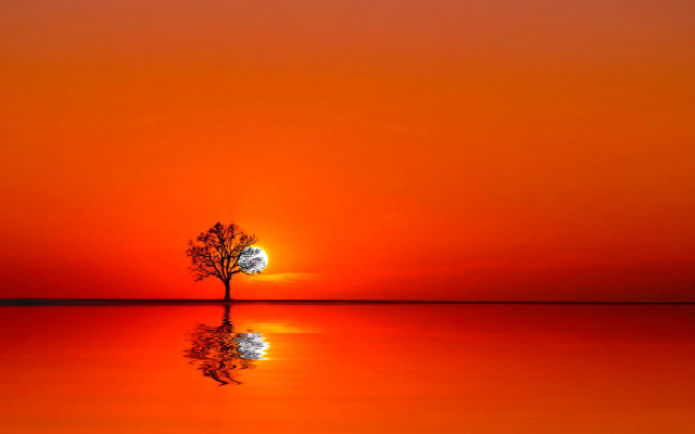 Lone tree reflection sunset moon free wallpaper for desktop - medium preview image