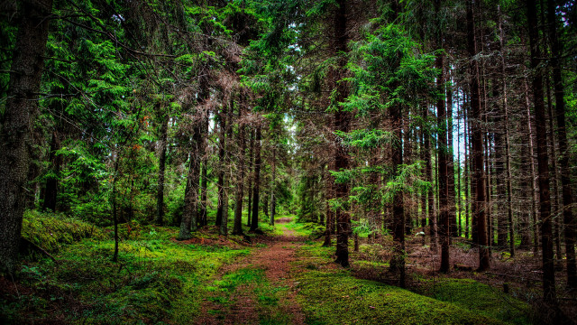 Forest path nature bush trees free wallpaper for desktop - medium preview image