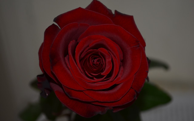 Red rose vase macro blurry free wallpaper for desktop - medium preview image