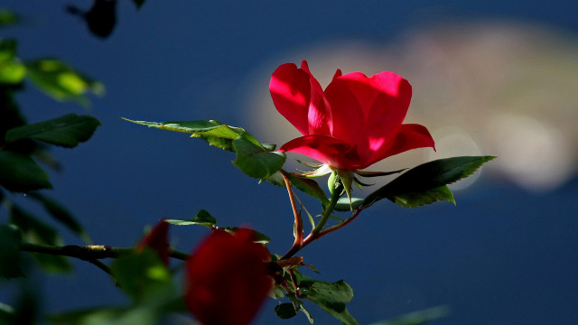 Red rose blooming branch blurry free wallpaper for desktop - medium preview image