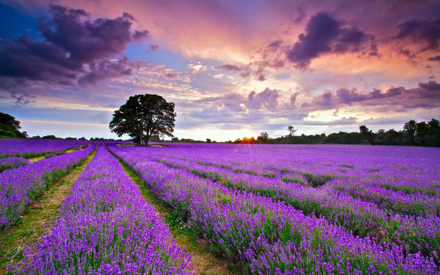 Lavender field cloudy sunset landscape free wallpaper for desktop - medium preview image
