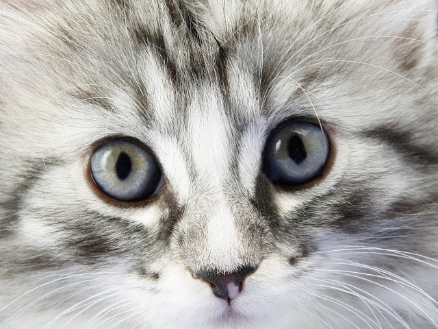 Cat blue eyes white face free wallpaper for desktop - medium preview image