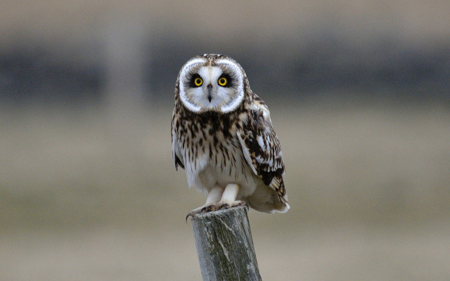 Small owl wooden post blurry free wallpaper for desktop - medium preview image