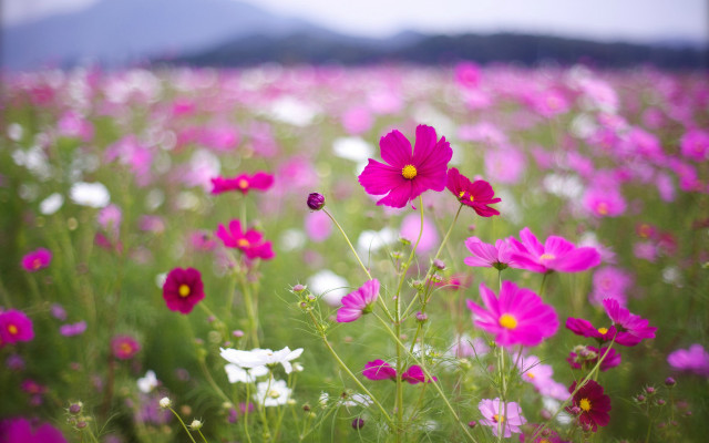 Flower field mountains blurry sky free wallpaper for desktop - medium preview image