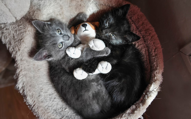 Three kittens sleeping cat bed free wallpaper for desktop - medium preview image