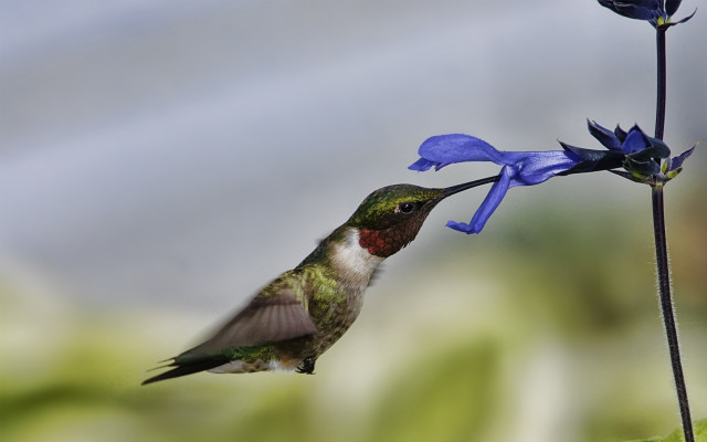 Hummingbird blue flower macro blurry free wallpaper for desktop - medium preview image