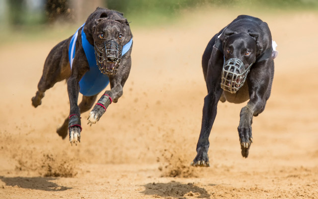 Dogs running dirt ball muzzle free wallpaper for desktop - medium preview image
