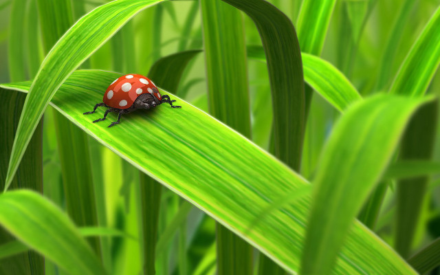 Ladybug green leaf grass bokeh free wallpaper for desktop - medium preview image