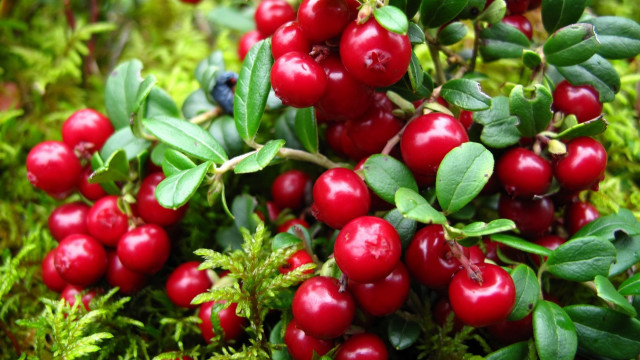 Berry leaves blurry christmas food free wallpaper for desktop - medium preview image