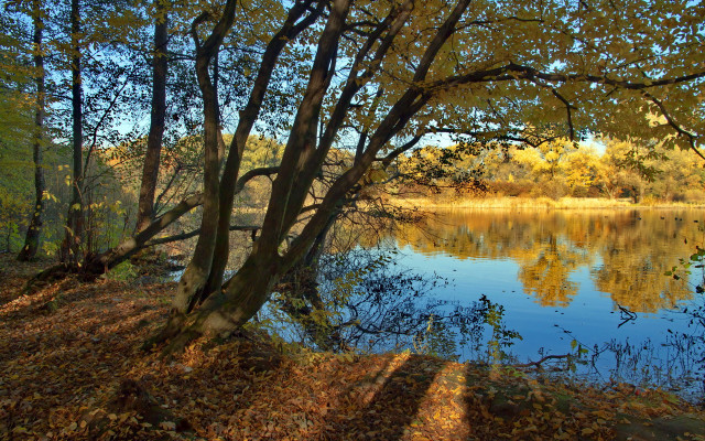 Autumn lake trees falling leaves free wallpaper for desktop - medium preview image