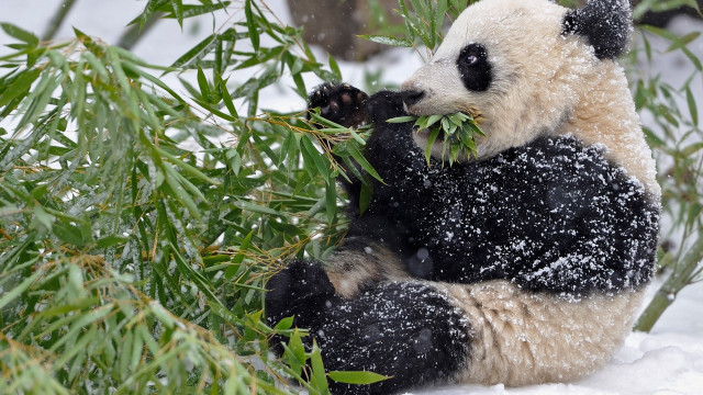 Panda bamboo snow falling aurora free wallpaper for desktop - medium preview image