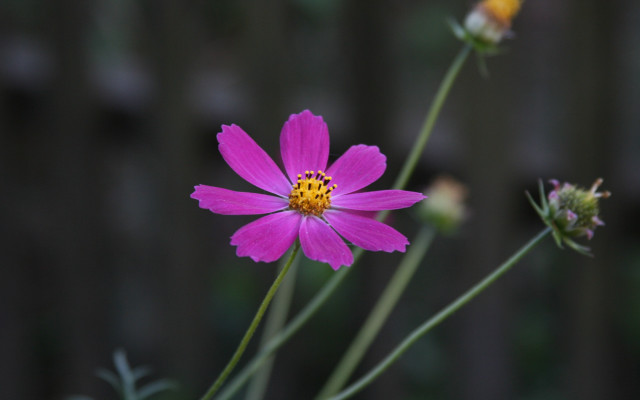 Pink flower yellow center green #18 free wallpaper for desktop - medium preview image