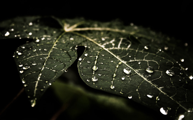 Green leaf water droplets macro #33 free wallpaper for desktop - medium preview image