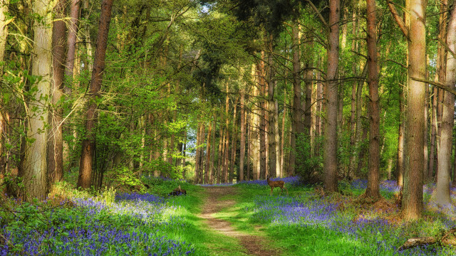Dirt road forest bluebells trees free wallpaper for desktop - medium preview image