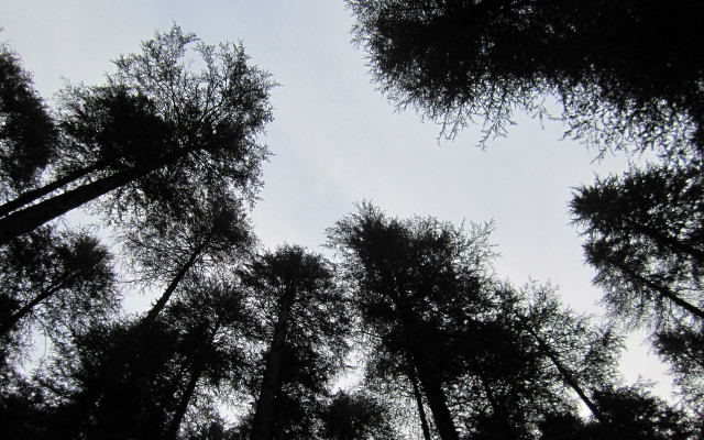 Forest trees night sky fireworks free wallpaper for desktop - medium preview image