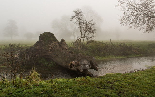 Fallen tree stream fog stump free wallpaper for desktop - medium preview image