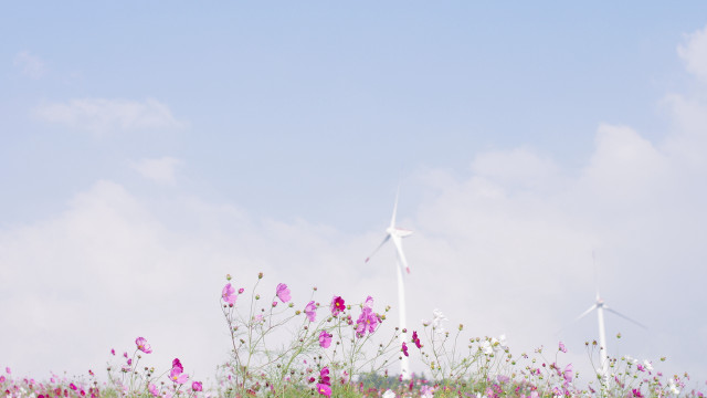 Flower field windmills blue sky free wallpaper for desktop - medium preview image
