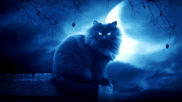 Cat fence fullmoon gothic night free wallpaper for desktop - medium preview image
