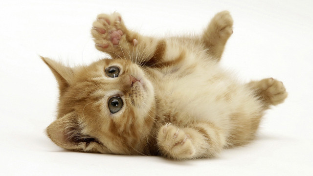 Kitten rolling back paws spread free wallpaper for desktop - medium preview image
