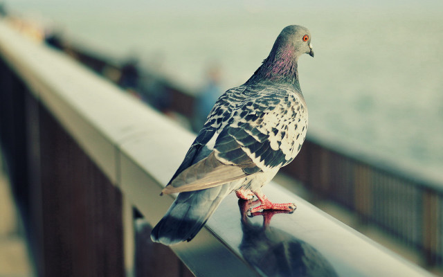 Pigeon ocean railings people blurry free wallpaper for desktop - medium preview image