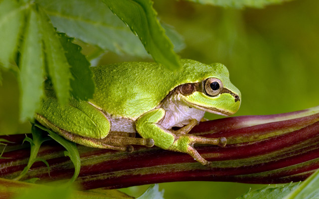 Green frog branch leaves eyes free wallpaper for desktop - medium preview image