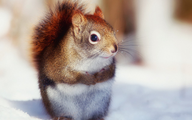 Squirrel red tail surprised snow free wallpaper for desktop - medium preview image