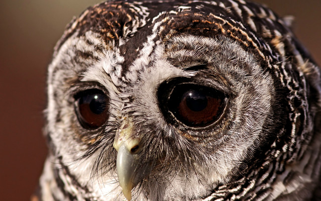 Bird brown white face black free wallpaper for desktop - medium preview image