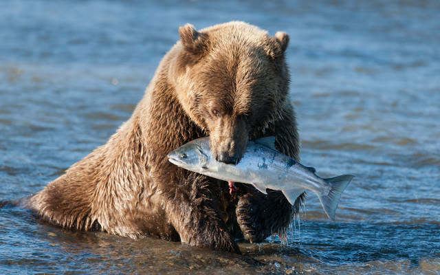 Bear fish water ecological wildlife free wallpaper for desktop - medium preview image