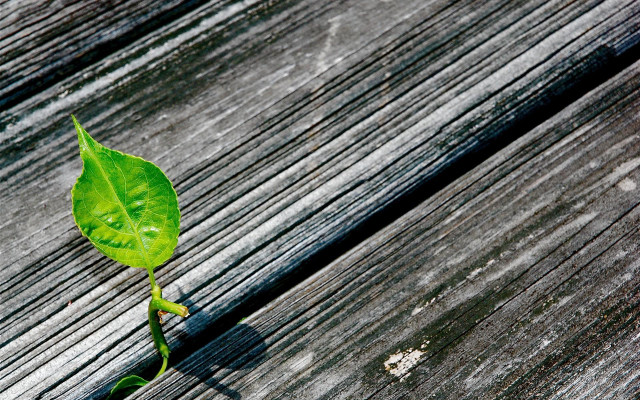 Small green plant wooden bench free wallpaper for desktop - medium preview image