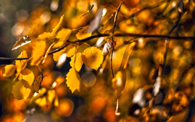 Fall yellow branch blurry background free wallpaper for desktop - medium preview image