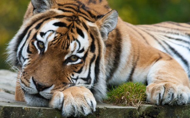 Tiger resting on rock blurry free wallpaper for desktop - medium preview image