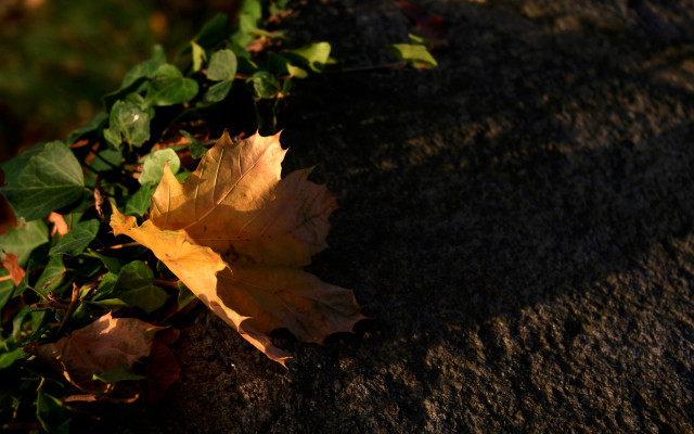 Leaf sunlight rock wall autumn free wallpaper for desktop - medium preview image