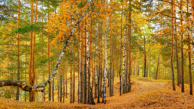 Autumn woods path fallen tree free wallpaper for desktop - medium preview image