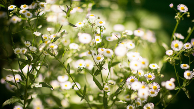 White flowers green leaves blurry #5 free wallpaper for desktop - medium preview image