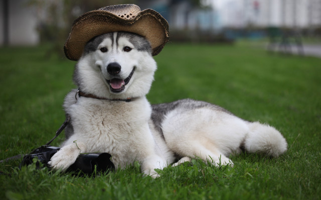 Husky cowboy hat camera dog free wallpaper for desktop - medium preview image