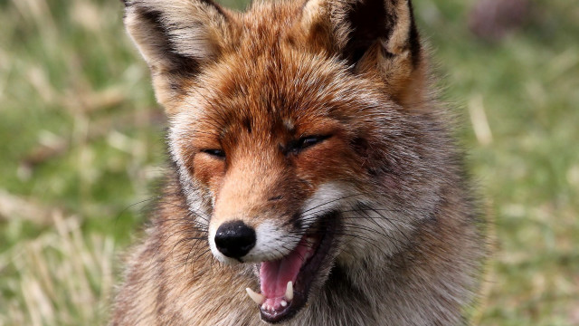 Fox open mouth tongue out free wallpaper for desktop - medium preview image