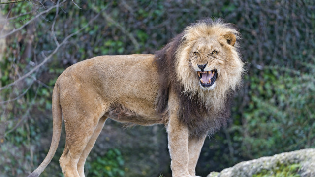 Lion rock open mouth nature free wallpaper for desktop - medium preview image