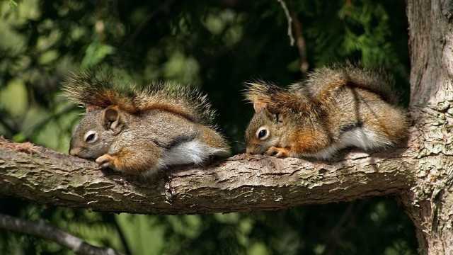 Squirrels eating nuts forest nature free wallpaper for desktop - medium preview image