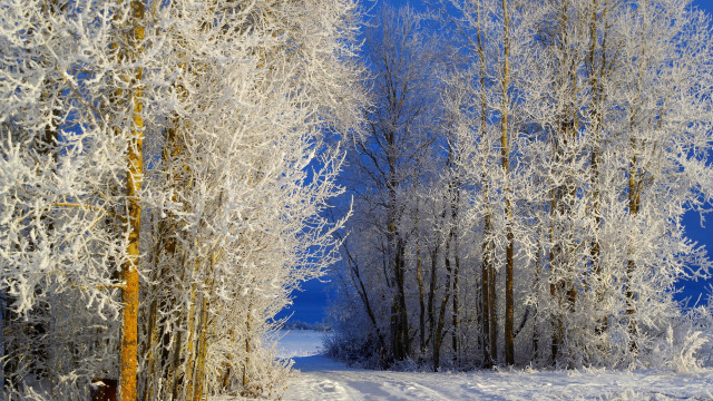 Snowy path forest frosted trees free wallpaper for desktop - medium preview image