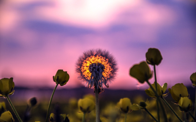 Dandelion purple sky clouds sunset free wallpaper for desktop - medium preview image