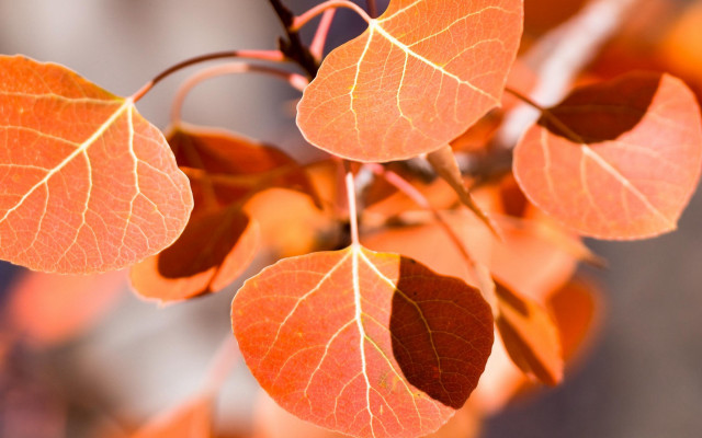 Branch leaves autumn cloisonnism macro free wallpaper for desktop - medium preview image