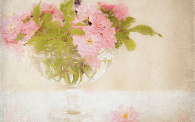 Pink flowers vase butterfly still free wallpaper for desktop - medium preview image