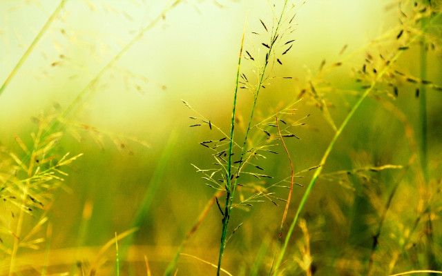 Closeup plant blurry background nature free wallpaper for desktop - medium preview image