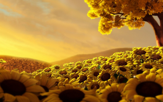 Sunflower field autumn sunset blurry free wallpaper for desktop - medium preview image