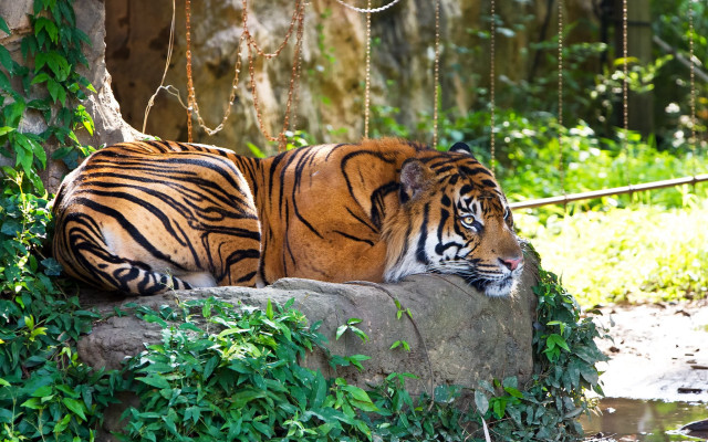 Tiger rock zoo greenery stream free wallpaper for desktop - medium preview image
