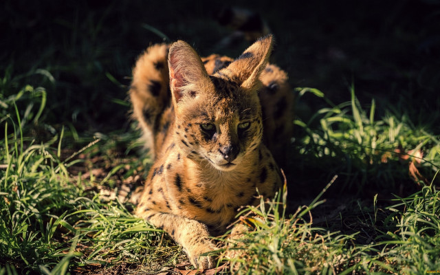 Cat sitting in grass blurry free wallpaper for desktop - medium preview image