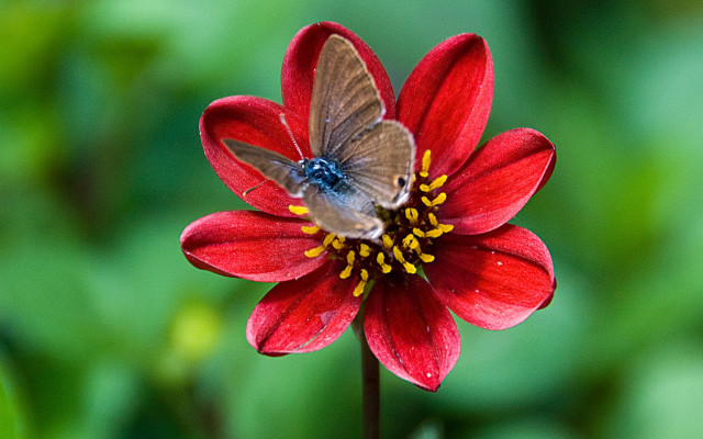 Butterfly redflower greenleaves macroblur depthoffield free wallpaper for desktop - medium preview image