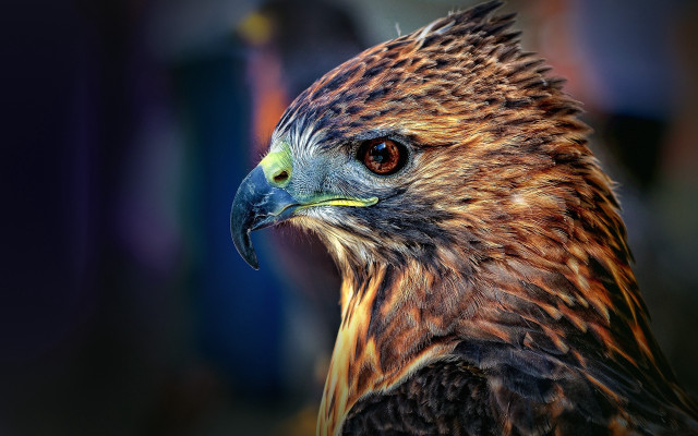 Bird of prey closeup blurry #3 free wallpaper for desktop - medium preview image