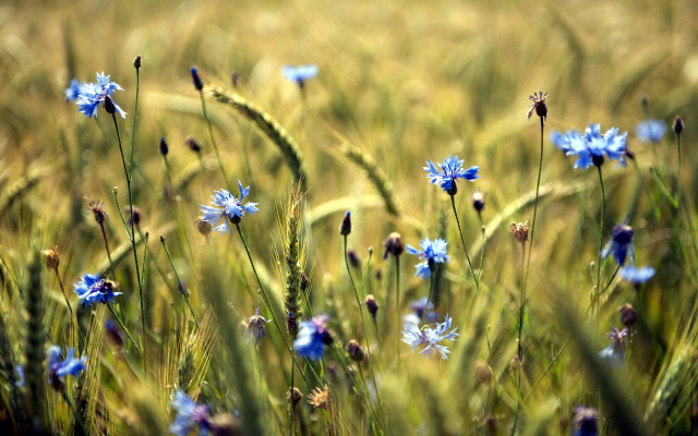 Blue flower field girls butterfly free wallpaper for desktop - medium preview image